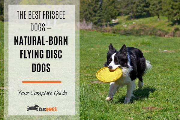 Best dog breeds for frisbee
