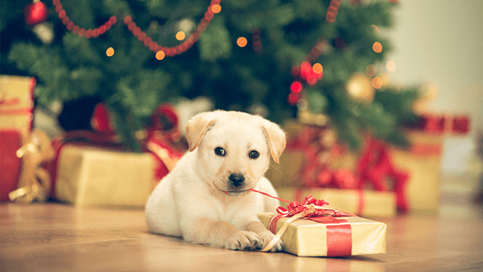 dog christmas gifts