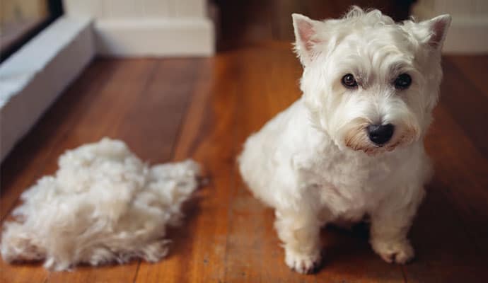 Dealing With Excessive Shedding of Dog Hair - Fast Dogs