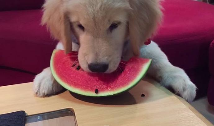 dog-eats-fruit