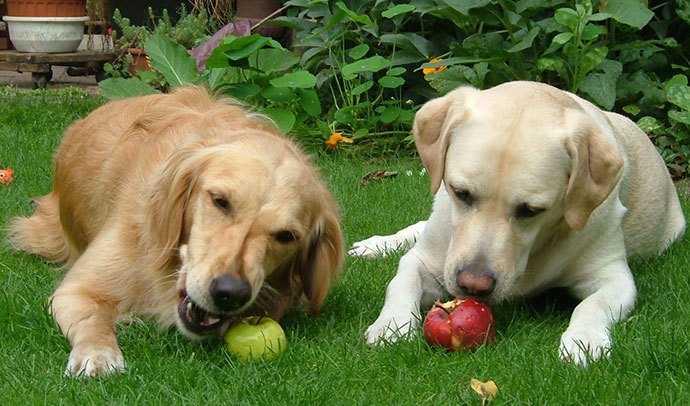 dogs-eating-apple