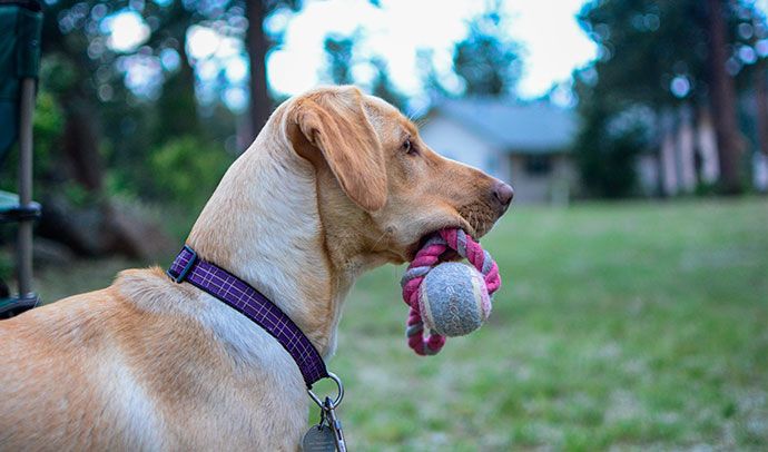 how to teach dog fetch