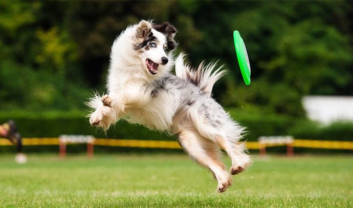 teach your dog to play frisbee