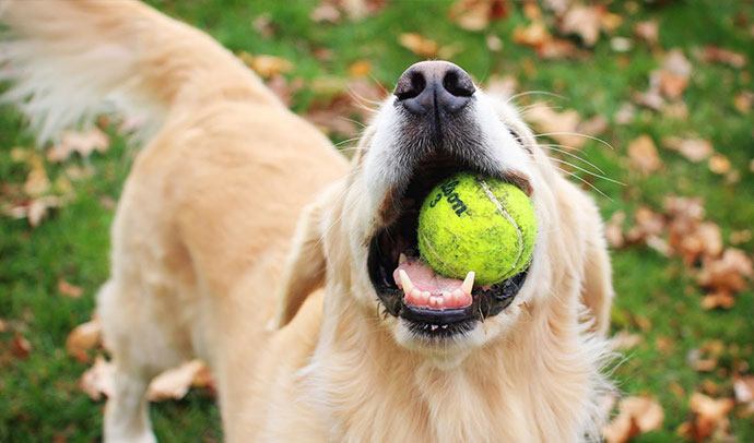 tennis ball for dogs