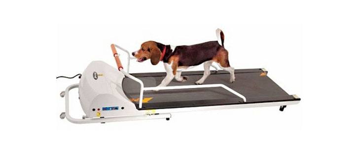 GoPet Petrun PR725 Dog Treadmill