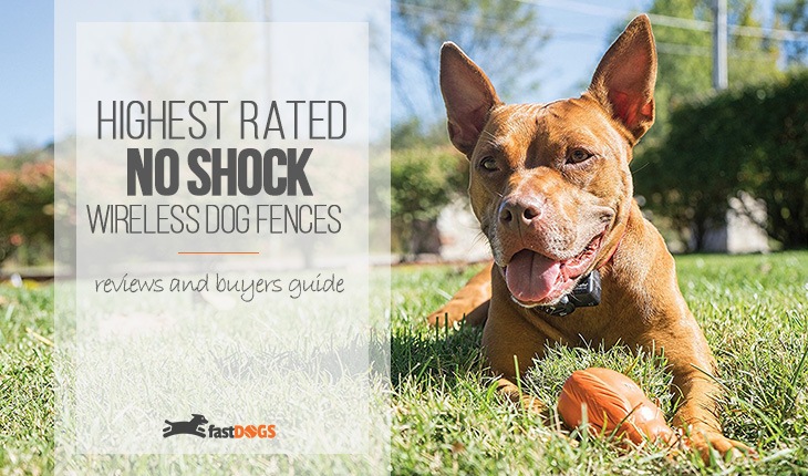 Top Rated No Shock Wireless Dog Fence Reviews