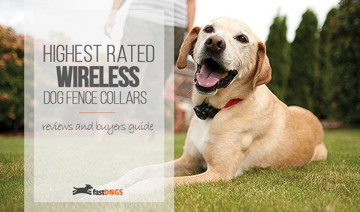 Top Rated Wireless Dog Fence Collar Reviews