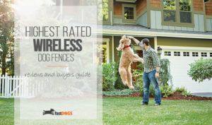 Top Rated Wireless Dog Fences Reviewed