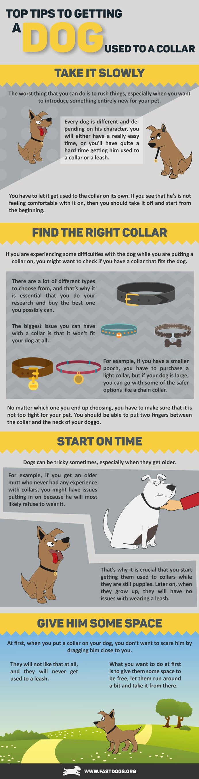 Top Tips to Getting a Dog Used to a Collar