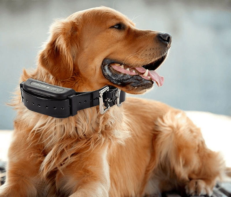 Dog wearing a Remote Waterproof Dog Training Collar