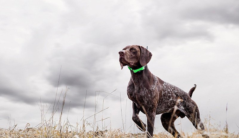 Hunting Dog And Green Collar