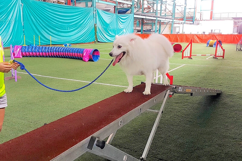 Agility Obstacle Course