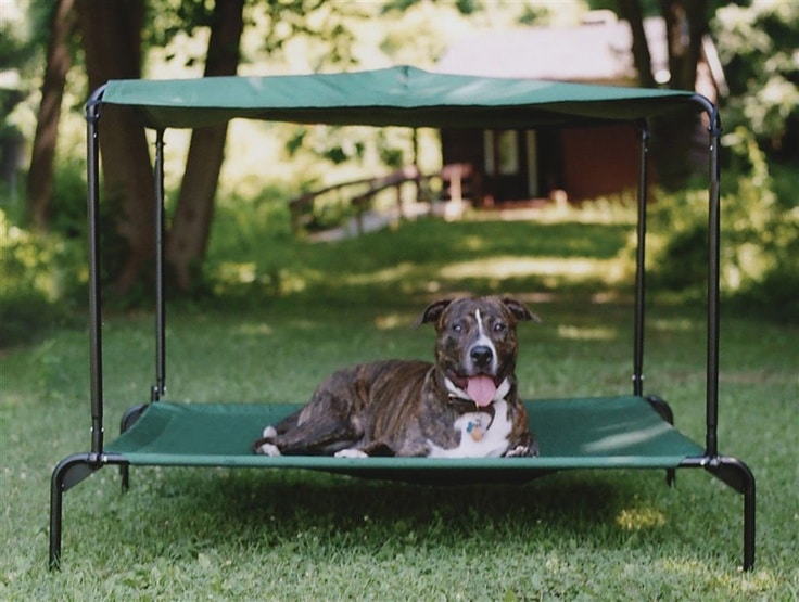 Things to Consider When Choosing the Best Outdoor Bed for Your Dog
