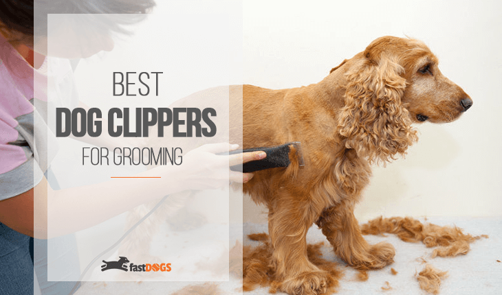 Best Dog Clippers for Grooming Image
