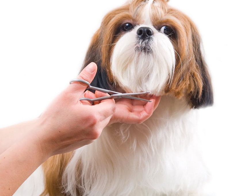 Best-Dog-Grooming-Scissors