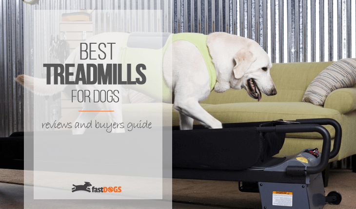 Best Treadmills for Dogs