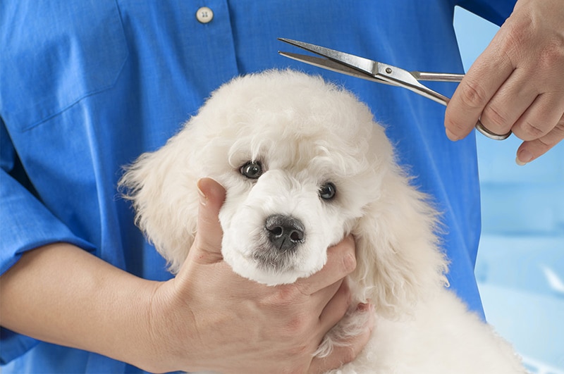 Grooming Tools for Poodles
