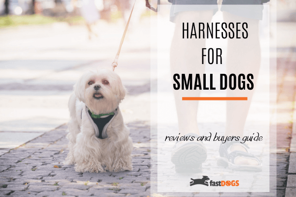 best dog harness for small dogs