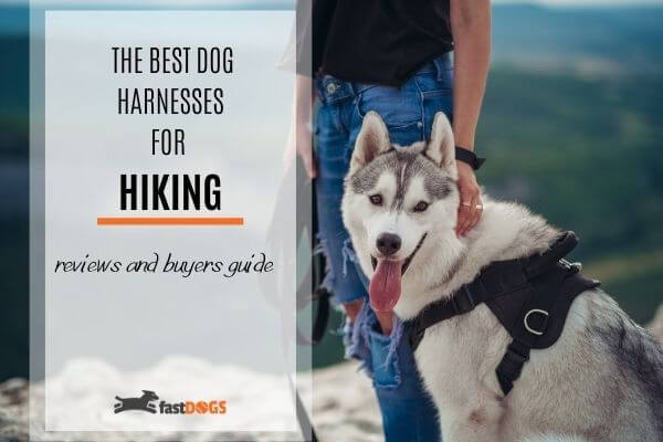 Best-dog-hiking-harnesses