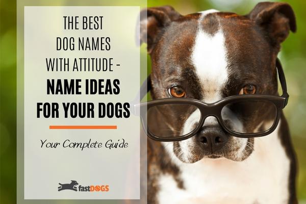 best dog names with attitude.