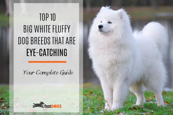 big white fluffy dogs.