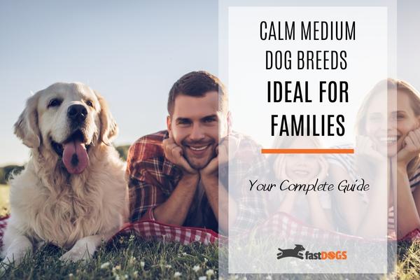 calm medium dog breeds.