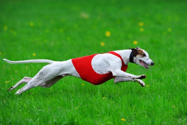fast dog greyhound.
