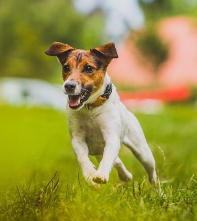 fast dog jack russell terrier.