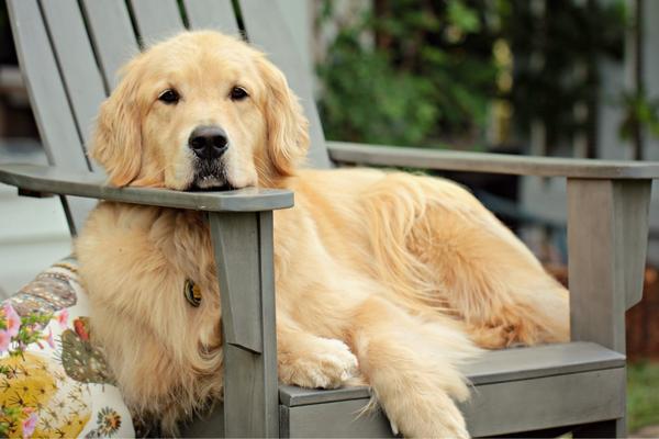 golden retriever calm medium dog.