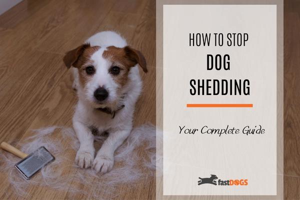 how to stop dog shedding.