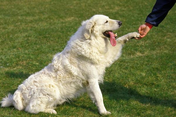 kuvasz big white fluffy dog.