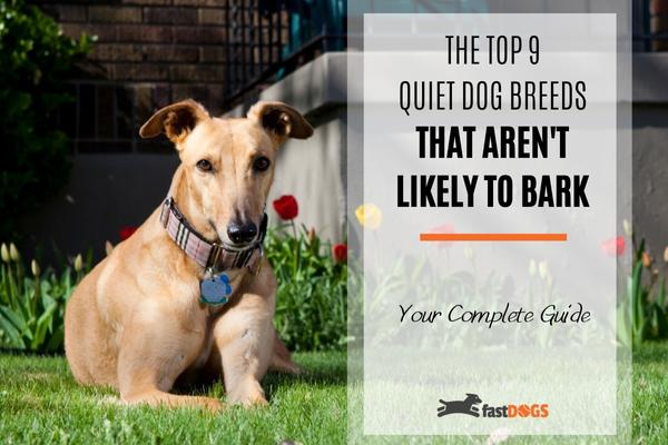 quiet dog breeds