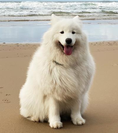 samoyed big white fluffy dog.
