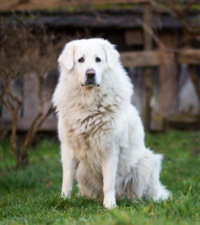 slovensky cuvac big white fluffy dog.