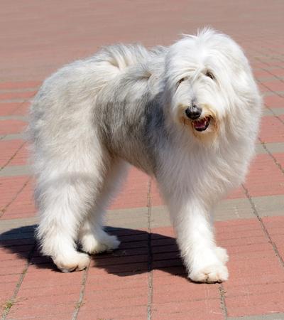 ukrainian shepherd big white fluffy dog.