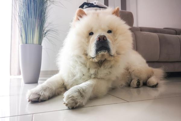 can chow chows be left alone.