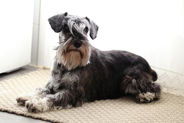 can miniature schnauzers be left alone.