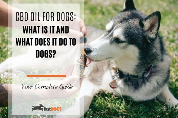 cbd oil for dogs.