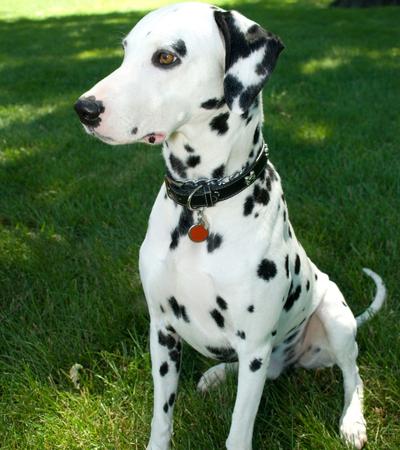 clean dog dalmatian.