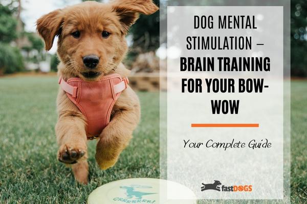 dog mental stimulation.