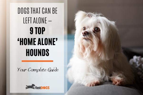 dogs that can be left alone.