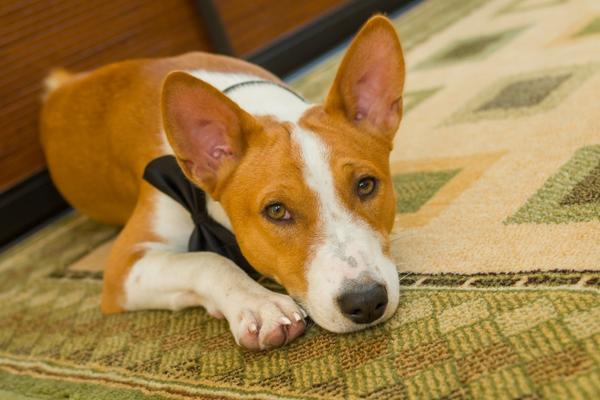 how long can a basenji be left alone.
