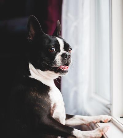 how long can a boston terrier be left alone.