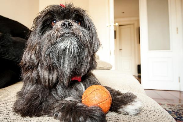 how long can a lhasa apso be left alone.