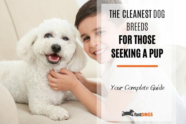 the cleanest dog breeds.