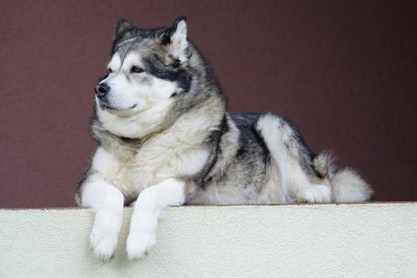 alaskan malamute large wolf dog breeds.