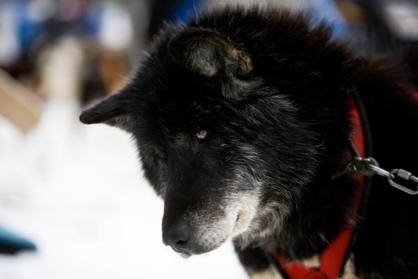 canadian eskimo dog large wolf dog breeds.