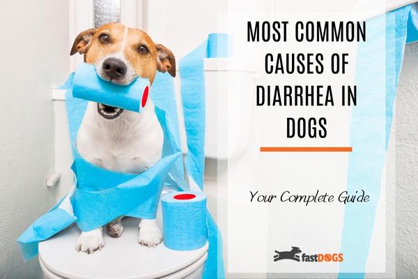 dog diarrhea.