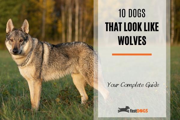 dogs that look like wolves.