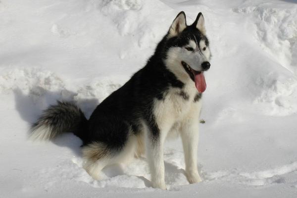 small dogs that look like wolves siberian husky.